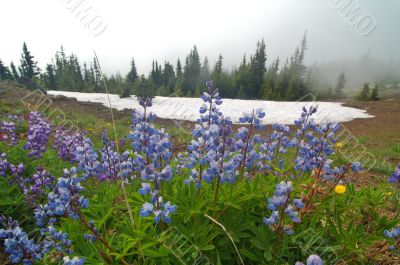 Mountain Meadow Mountain Meadow