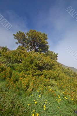 Mountain Meadow