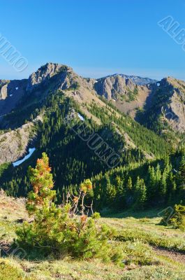 Mountain Meadow Mountain Meadow
