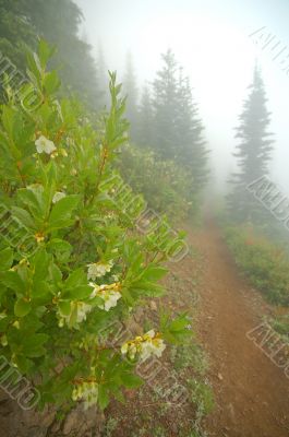 hiking trail in the mountains