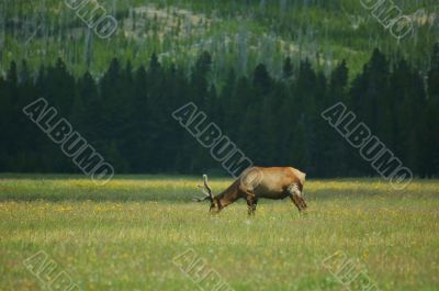 Yellowstone Elk