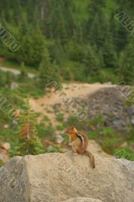 Golden-mantled Ground Squirrel (Spermophilus lateralis)