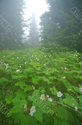 Deep in the Forest Deep in the Forest