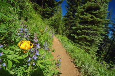 hiking trail in the mountains