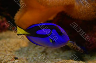 Tropical Fish Tropical Fish