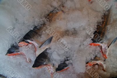 salmon for sale