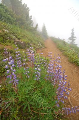 hiking trail in the mountains