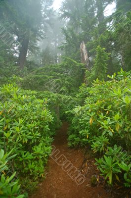 Pacific Northwest Rainforest