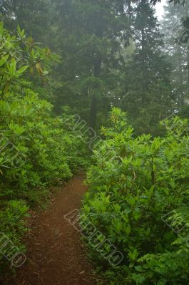 Pacific Northwest Rainforest