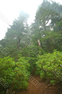 Pacific Northwest Rainforest Pacific Northwest Rainforest