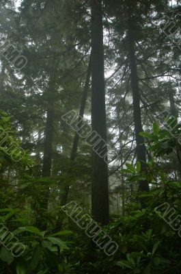 Pacific Northwest Rainforest