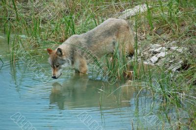 Wolf reflections Wolf reflections