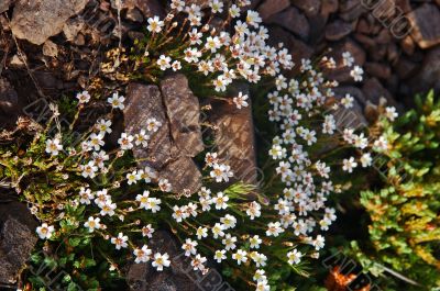 mountain wildflowers mountain wildflowers
