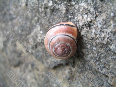 little striped snail glued to the wall