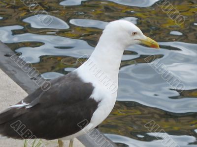 black&amp;white seagull