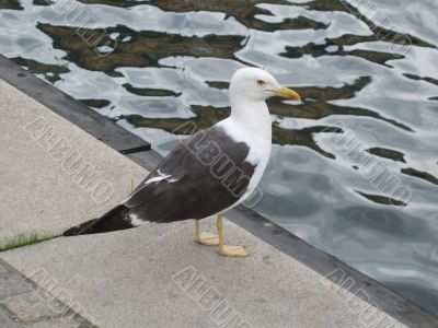 a seagull