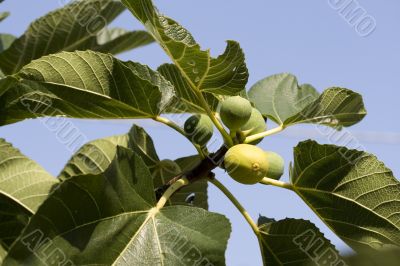 fig tree