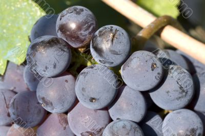red wine grapes red wine grapes