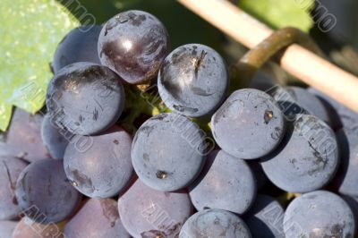 red wine grapes