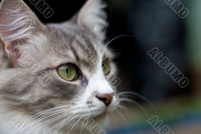 Cat Cat
