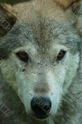 Portrait of a wolf