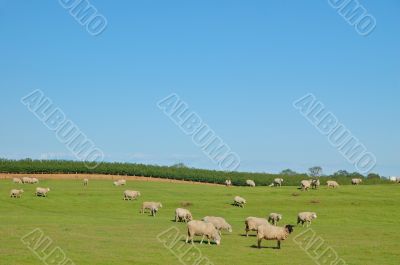 Rural Pasture