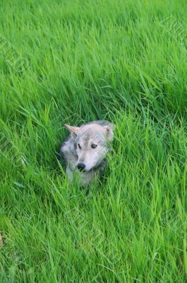 Rocky mountain Grey Wolf