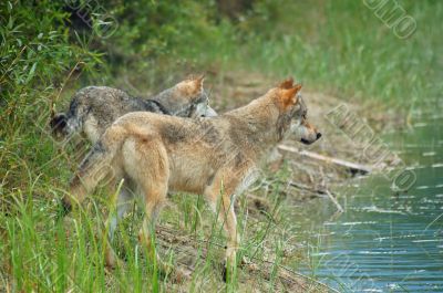 Rocky Mountain Grey Wolves