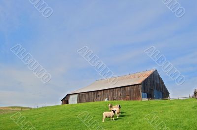 sheep and barn