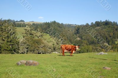 cows in a field