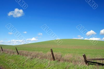 country field