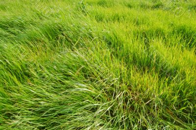 camera pointed at grass