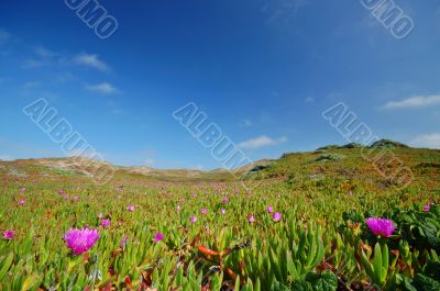 Beach Meadow