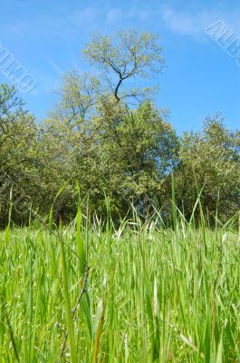spring countryside