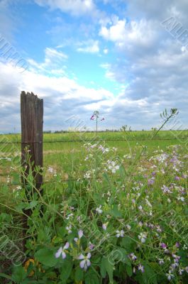spring countryside