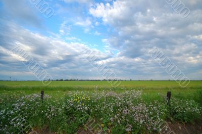 spring countryside
