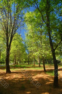 spring countryside