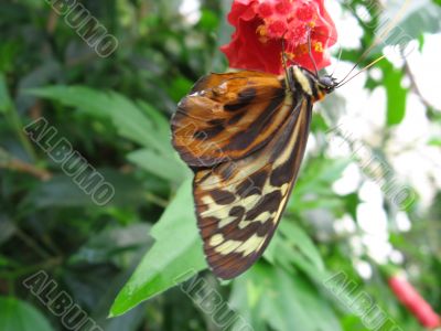 a coloured butterfly