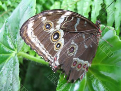 a butterfly with many eyes on the wings