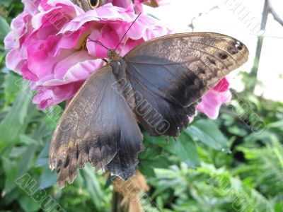 a butterfly drinking nectar