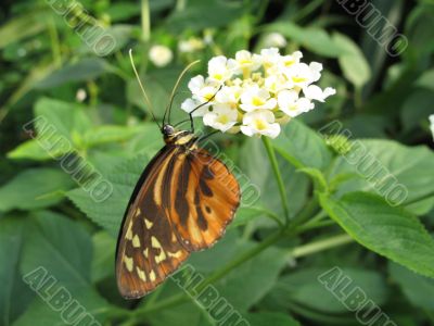 a small butterfly on a white flower