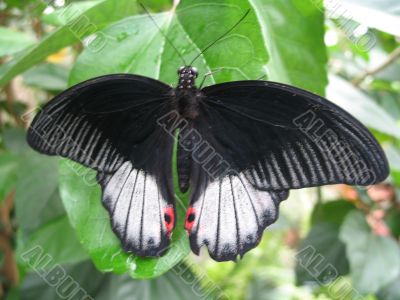 a butterfly spreading the wings