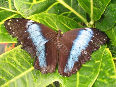 a butterfly expanding the wings