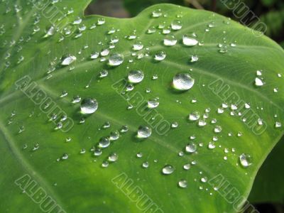 waterdrops on the big leaf