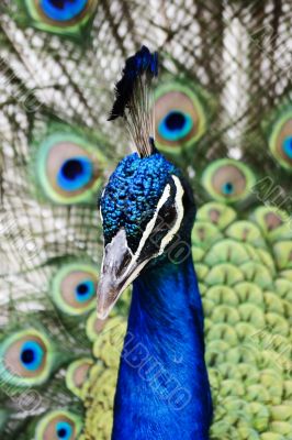 Peacock Peacock