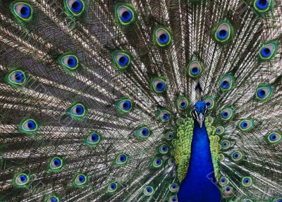 Peacock Peacock