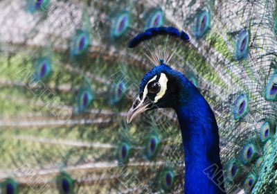 Peacock Peacock