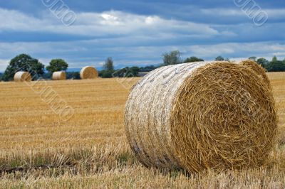 Harvest