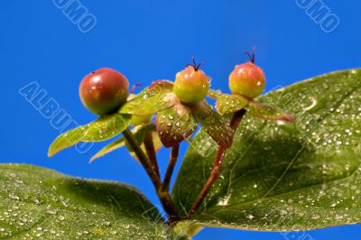 Berries