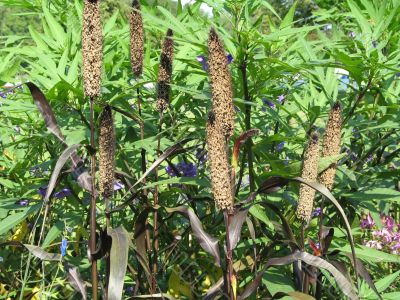 reed and green plants
